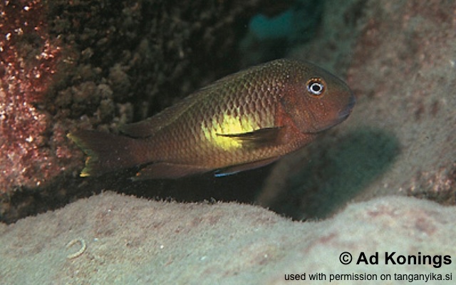 Tropheus moorii 'Kalambo Lodge'